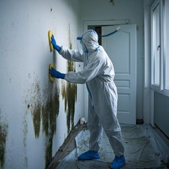 Florida Mold Remediation